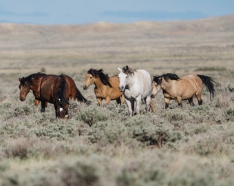 Wild Mustangs from McCullough Peaks, Wyoming - May 2021 / Wildlife Photography Print / Photo print of Wild Horses