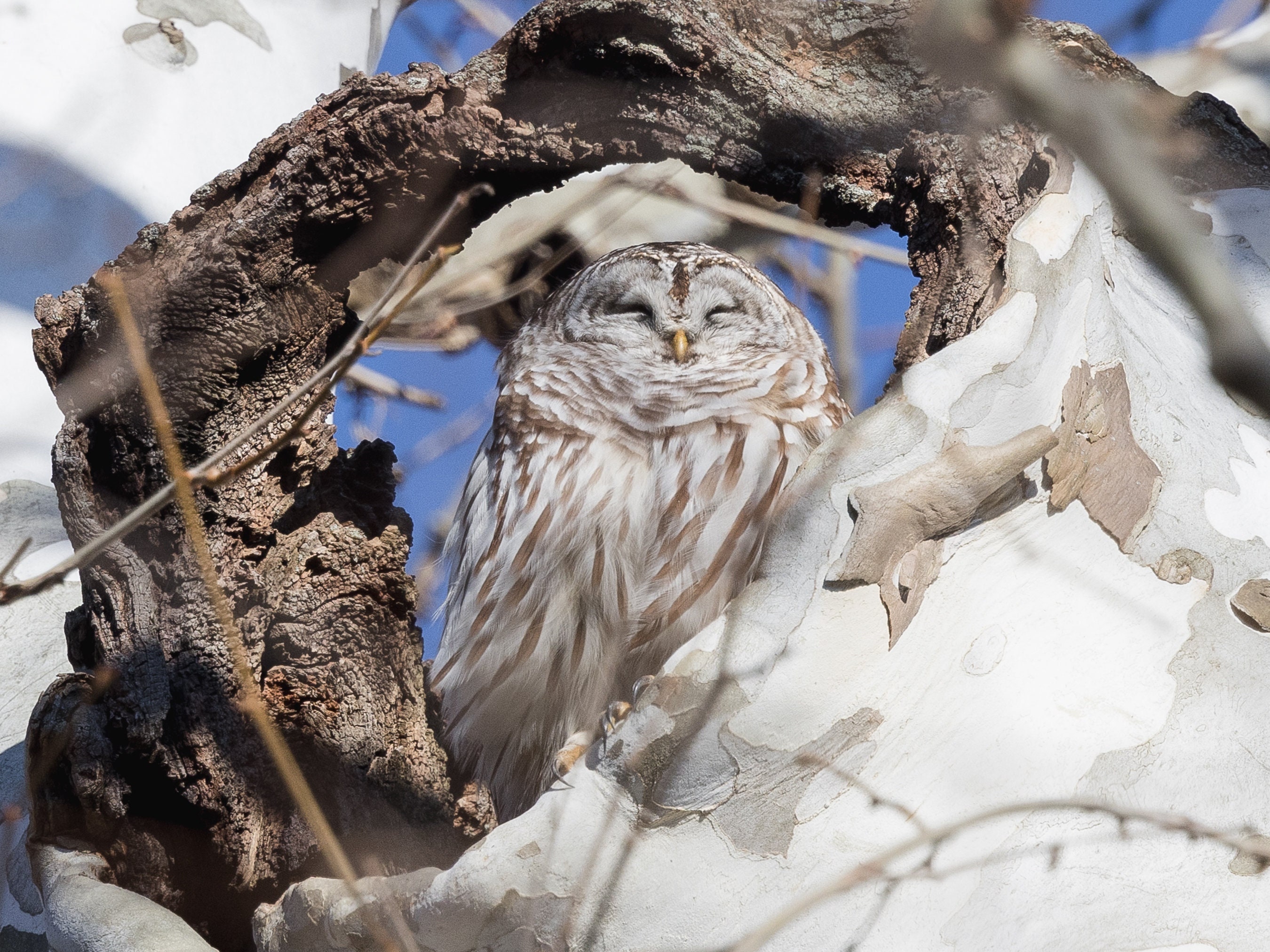 Barred Owl basking in morning sun / Wildlife Photography Print / Fine Art Photo print of Barred Owl 