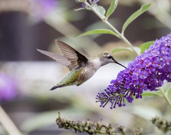 Hummingbird feeding from butterfly bush - Summer 2021 / Wildlife Photography Print / Photo print of Ruby-throated Hummingbird