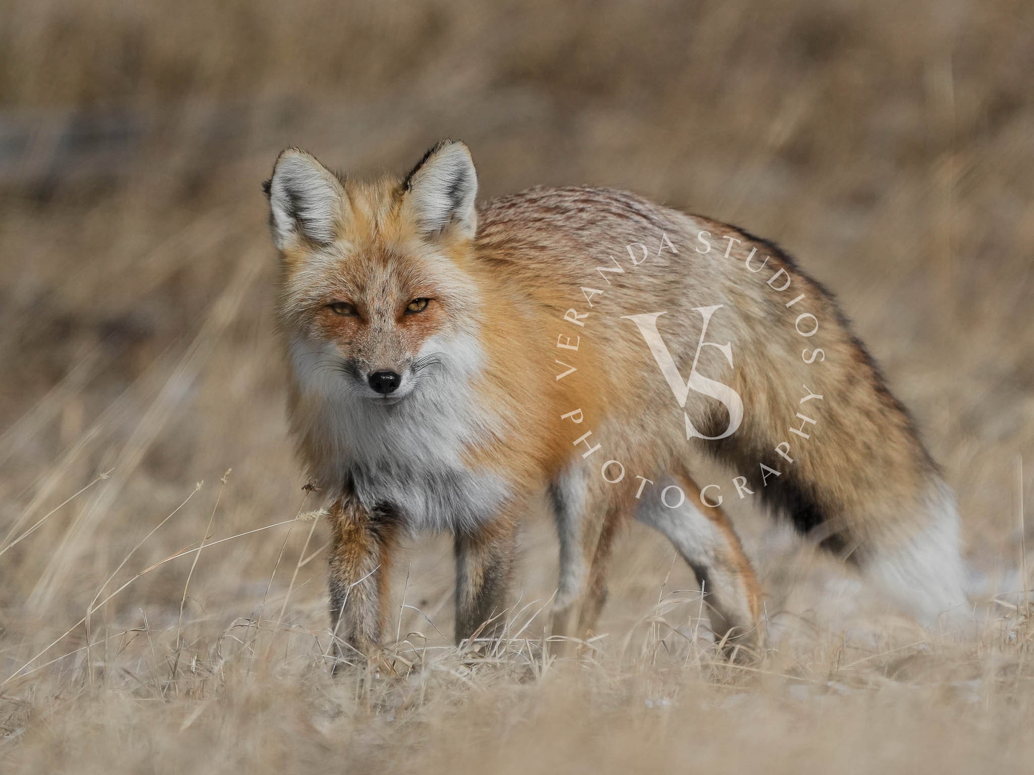 Red Fox Walking in Field, Yellowstone National Park - May 2022 ...