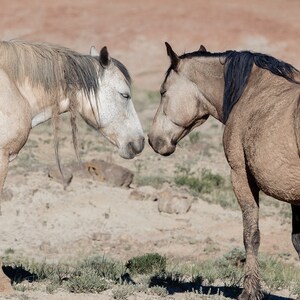 Wild Mustangs from McCullough Peaks, Wyoming - May 2021 / Wildlife Photography Print / Photo print of Wild Horses