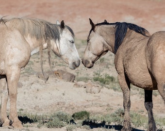 Wild Mustangs from McCullough Peaks, Wyoming - May 2021 / Wildlife Photography Print / Photo print of Wild Horses