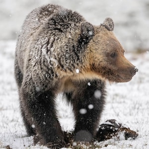 Portrait of Obsidian Sow&#39;s Yearling Cub, Yellowstone National Park / Wildlife Fine Art Print / Photo print of Grizzly Bear / National Parks