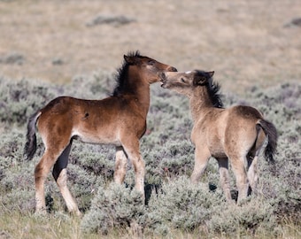 Wild Mustangs Foals from McCullough Peaks, Wyoming - May 2021 / Wildlife Photography Print / Photo print of Wild Horses