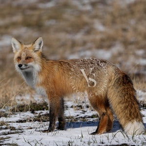 Red Fox in Lamar Valley Region, Yellowstone National Park - May 2021 / Wildlife Fine Art Print / Photo print of Red Fox