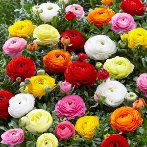 10 Aviv Mixed Ranunculus bulbs (corms)