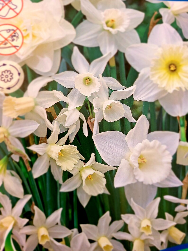 5 Holland Mix White Daffodil Bulbs Etsy