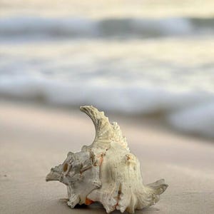 May include: A white seashell with a textured surface sits on a sandy beach. The shell has a pointed, curved shape and a small opening at the top.