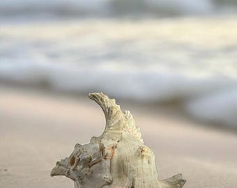 Vintage Large Murex Ramose / Chicoreus Ramosus Conch Shell Nautical Decor