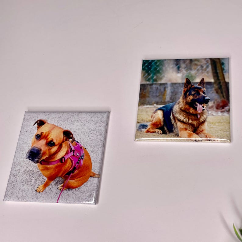 K&ouml;nnte beinhalten: Zwei quadratische Magnete mit Bildern von Hunden. Der erste Magnet zeigt einen braunen und braunen Hund mit einem rosa Geschirr, der auf einer grauen Oberfl&auml;che sitzt. Der zweite Magnet zeigt einen Deutschen Sch&auml;ferhund, der auf einer grasbewachsenen Oberfl&auml;che liegt.