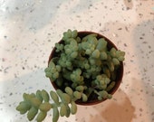 Sedum Burrito