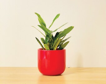 9" Red Porcelain Planter Pot with Drainage Hole, Glossy Finish