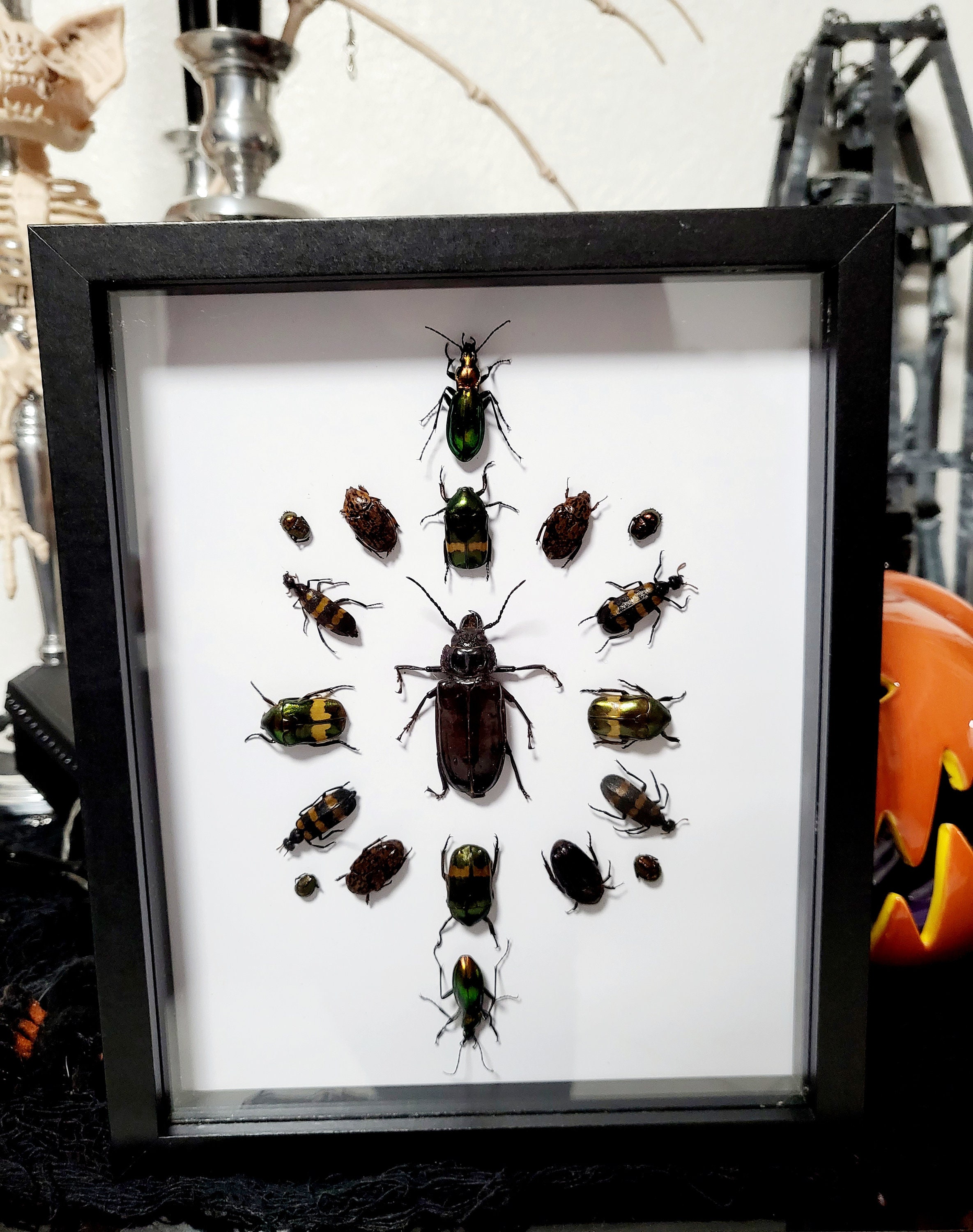 tableau déco salon collection d'insectes encadrés - TenStickers
