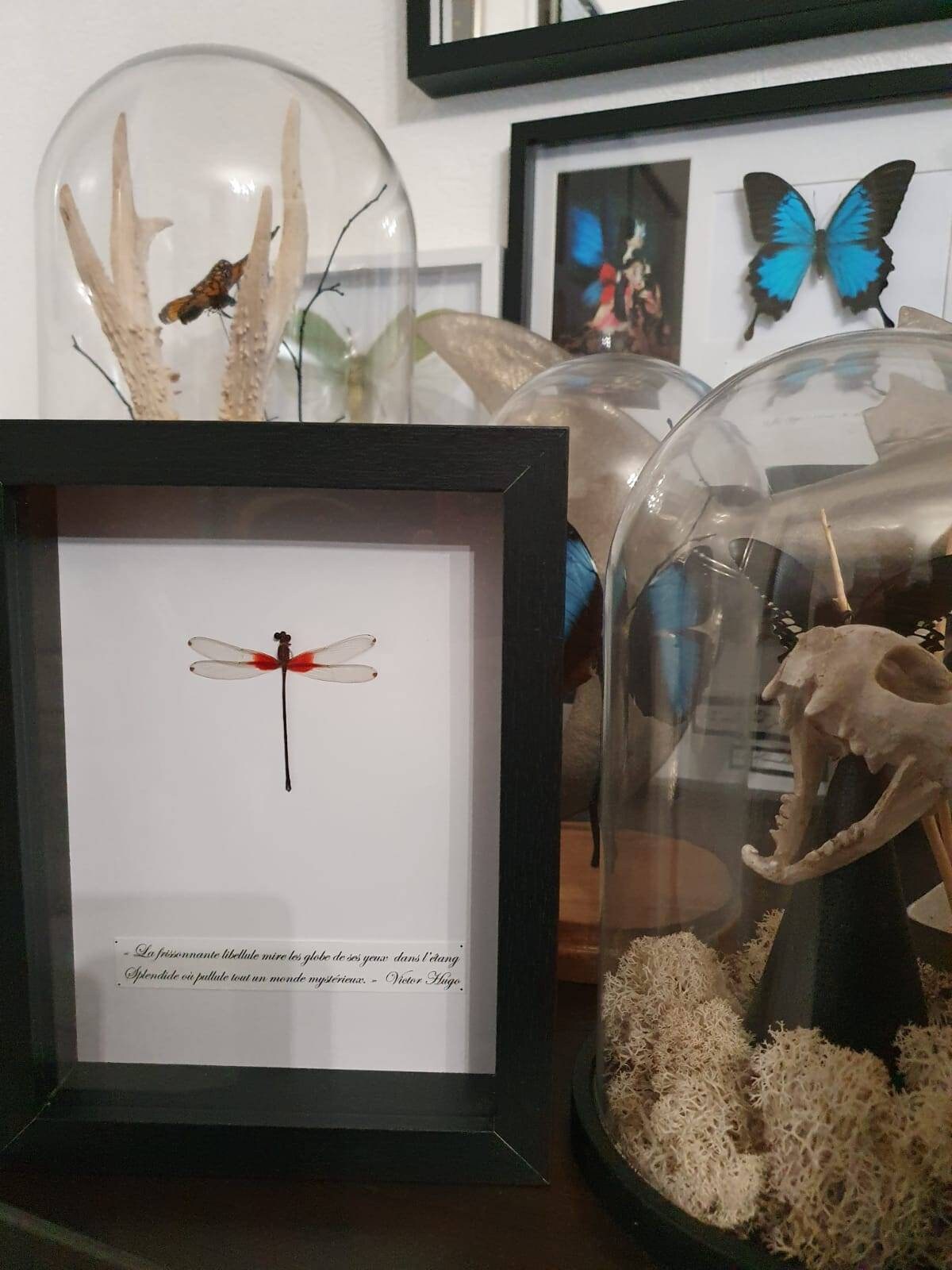 Libellule Rouge Sous Cadre