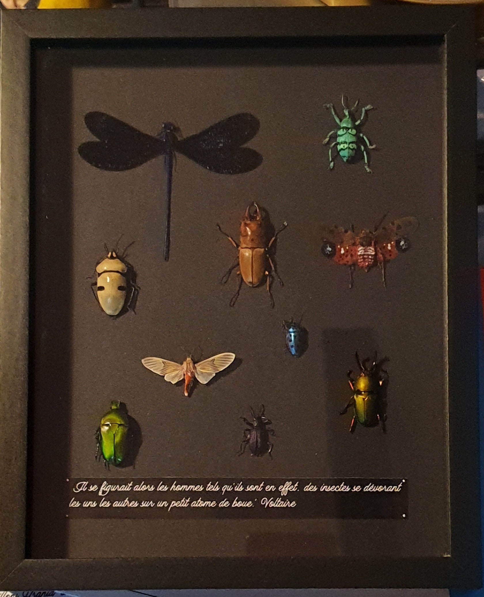 Cadre Insectes