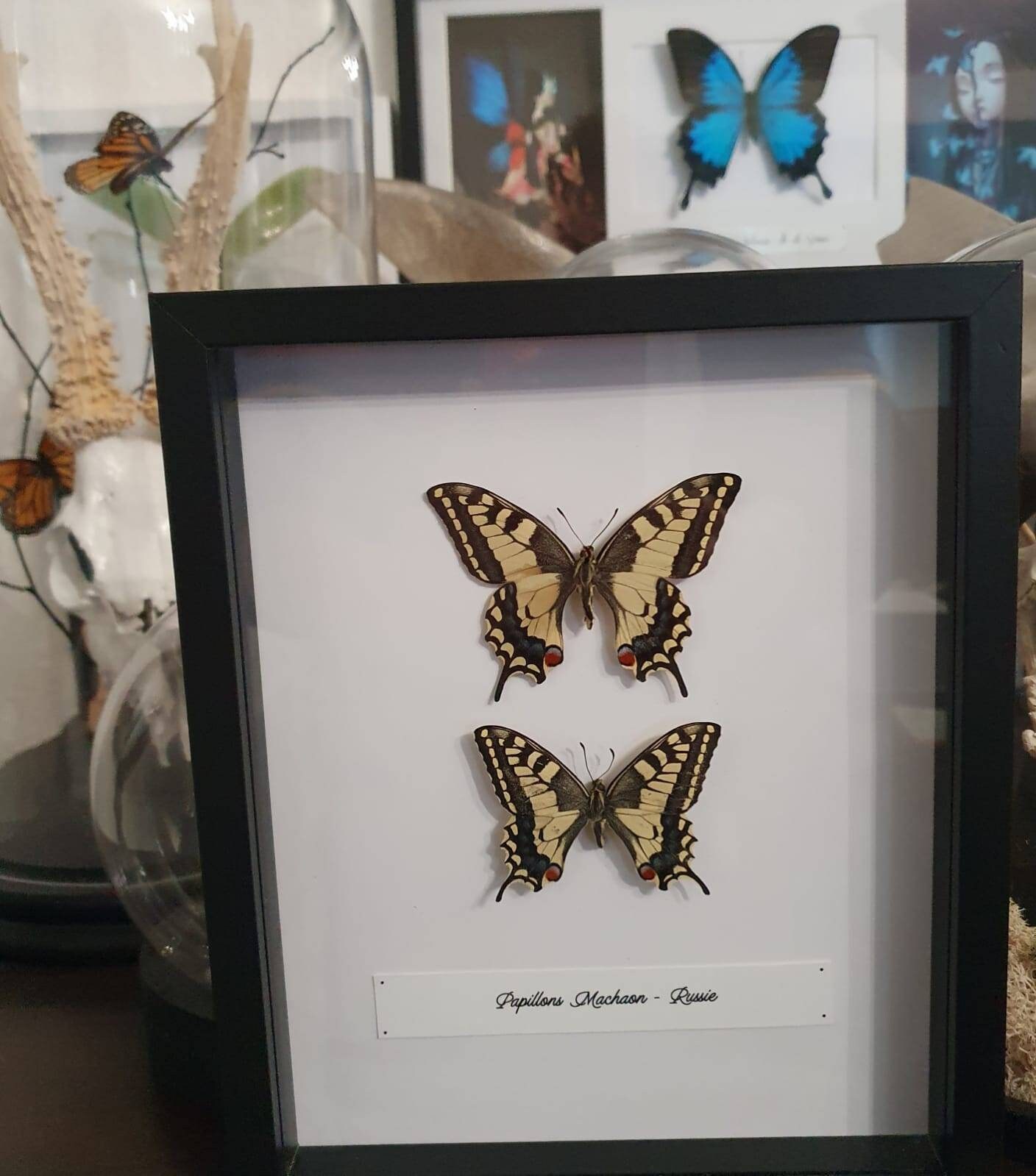 Papillons Machaon Sous Cadre Noir