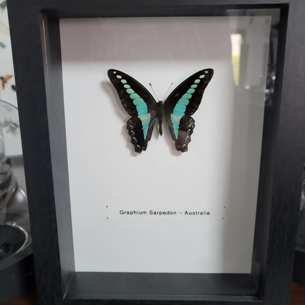 Cadre papillon graphium Sarpedon sous cadre noir