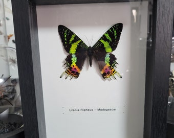 Cadre papillon Urania Ripheus sous cadre noir