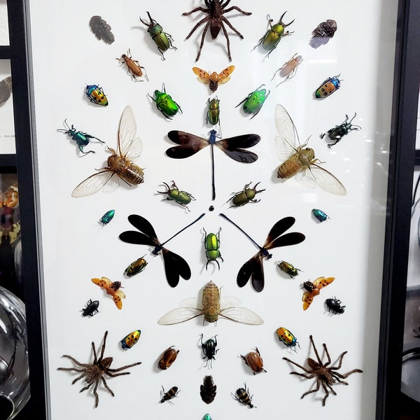 Dekorativer Rahmen künstlerische Komposition eingebürgerter Insekten