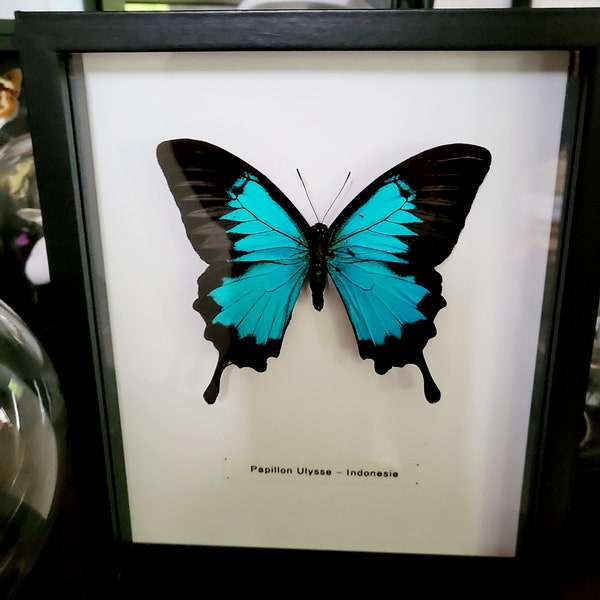 Papillon Ulysse sous cadre noir
