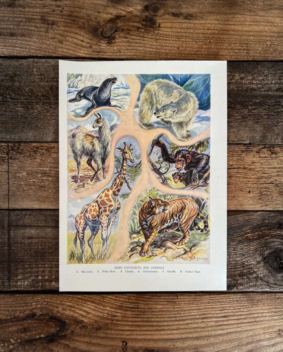 1950s Vintage Zoo Animals Print 70 Years Old Original Retro Etsy
