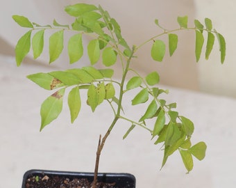 8" Curry Leaf Tree (Murraya Koenigii) Sweet Neem Organic Rare