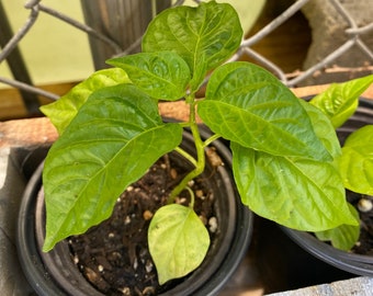 Plante de poivron rouge RARE ! (Florida Grown, Aji Cachucha Plant) Enracinée dans un pot de 6"