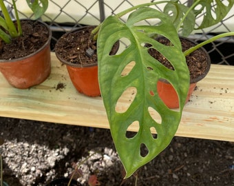 Monstera adansonii,Philodendron Swiss Cheese, Philodendron, Philodendron Swiss