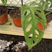 see more listings in the Beginner Plants section