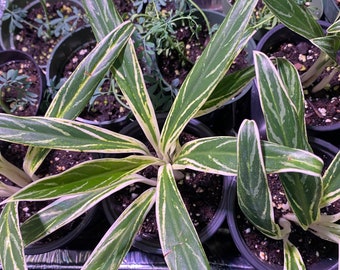 Variegated Aglaonema Bamboo, Rooted in 4" pot/  Tropical House Plants /  Rare House Plants/ Aroid Plants/ Live Plant/ Ships from Florida