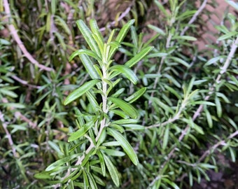 Rosemary / 100% Organic Plant / Romero / Rooted in 2.5 inch pot!! Live Plant!!