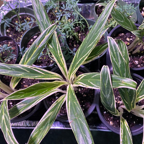 Rare House Plants Etsy