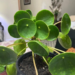 Peperomia Pilea / "Coin Plant"  3 inch pot, ROOTED Plant!!!