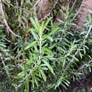 Rosemary / 100% Organic Plant / Romero / Rooted in 2.5 inch pot!! Live Plant!!