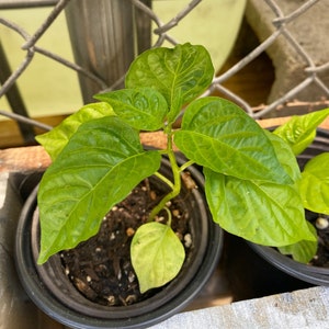 Red Sweet Pepper Plant RARE! (Florida Grown, Aji Cachucha Plant) Rooted in 6" pot