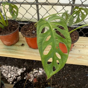 Monstera adansonii,Philodendron Swiss Cheese, Philodendron, Philodendron Swiss image 1