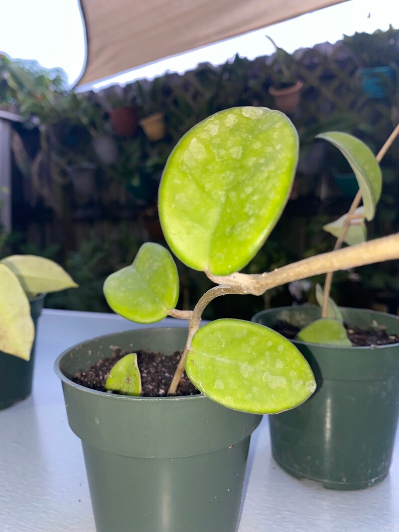 Hoya Carnosa porcelain Flower Wax Plant Beautiful House Etsy