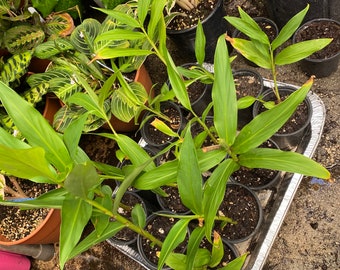 White Butterfly Ginger Hedychium Coronarium Live Plant Tropical Exotic (We will not Ship to California State) Rooted in 6" Pot