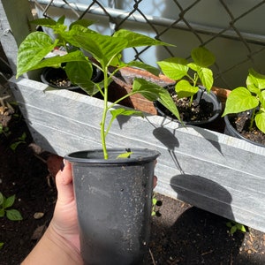 Red Sweet Pepper Plant RARE Florida Grown, Aji Cachucha Plant Rooted in 6 pot image 3