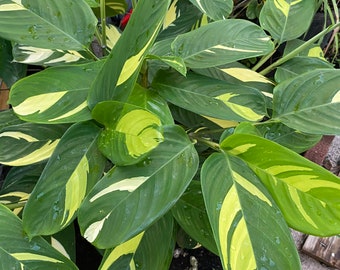 Ctenanthe Lubbersiana "Never Never Plant" Rooted in 6’’ pot /Live Plant/ Ships from Florida