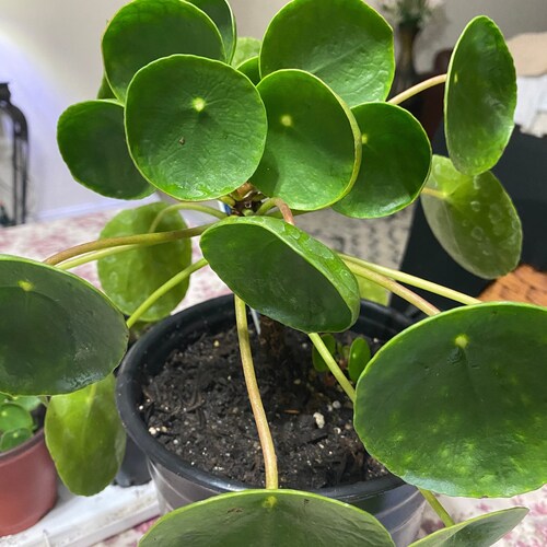 Peperomia Pilea / "Coin Plant"  3 inch pot, ROOTED Plant!!!