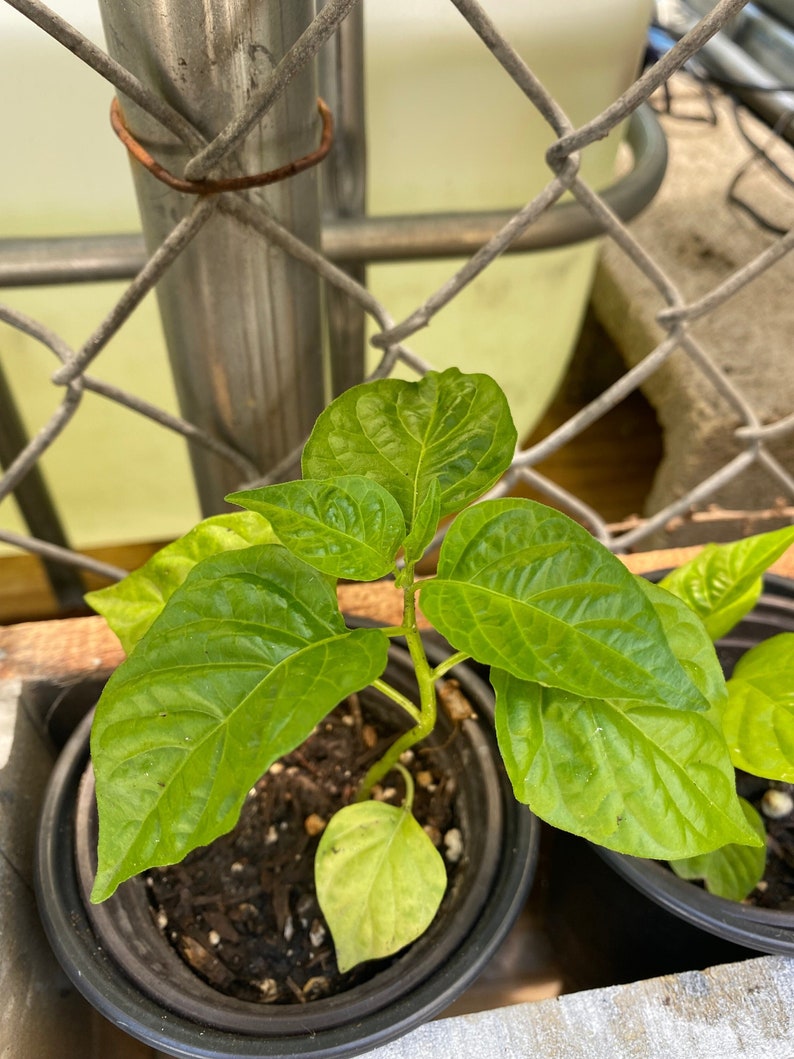 Red Sweet Pepper Plant RARE Florida Grown, Aji Cachucha Plant Rooted in 6 pot image 1