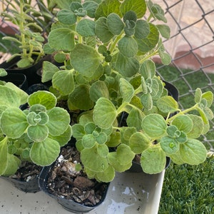 Usine de Vicks, Plectranthus Hadiensis var. Tomentosa, Lamiaceae / Enracinée dans un pot de 2 po / Plante vivante image 3