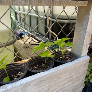 Red Sweet Pepper Plant RARE Florida Grown, Aji Cachucha Plant Rooted in 6 pot image 7