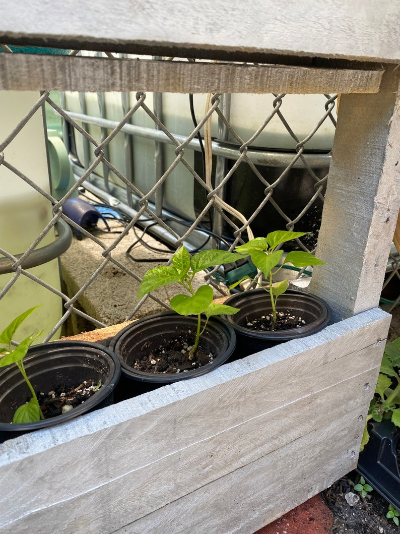 Red Sweet Pepper Plant RARE Florida Grown, Aji Cachucha Plant Rooted in 6 pot image 7