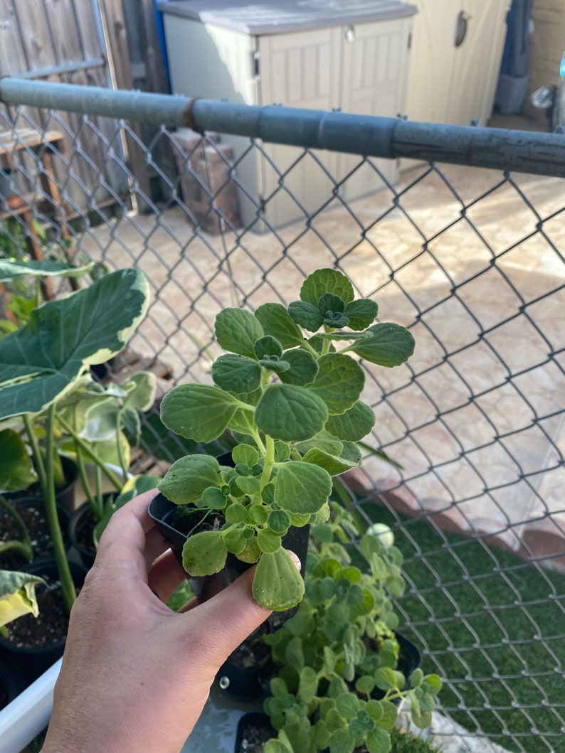 Usine de Vicks, Plectranthus Hadiensis var. Tomentosa, Lamiaceae / Enracinée dans un pot de 2 po / Plante vivante image 5