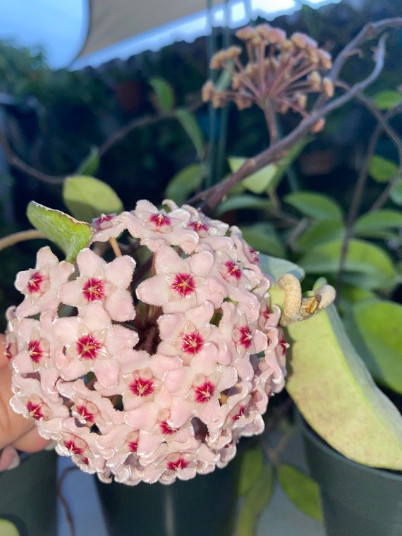 Hoya Carnosa Flor de Porcelana Planta de Cera Hermosa - Etsy España Hoya Carnosa Flor de Porcelana Planta de Cera Hermosa - Etsy España