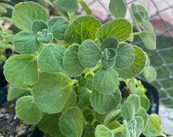 Vicks Plant, Plectranthus Hadiensis var. Tomentosa, Lamiaceae / Rooted in 2" Pot / Live Plant