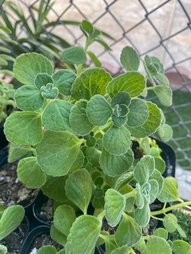 Vicks Plant, Plectranthus Hadiensis var. Tomentosa, Lamiaceae / Rooted in 2 Pot / Live Plant image 1