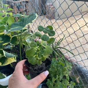 Usine de Vicks, Plectranthus Hadiensis var. Tomentosa, Lamiaceae / Enracinée dans un pot de 2 po / Plante vivante image 4